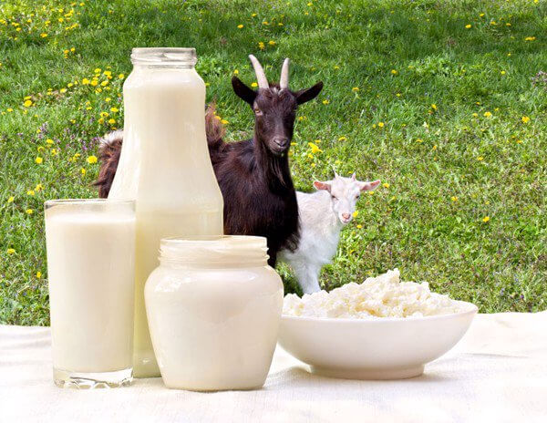 Sữa động vật khác ngoài sữa bò